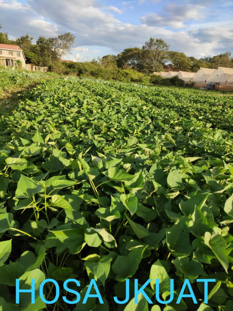 sweet potato production